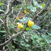 <i>Berberis ceylanica</i>  C.K.Schneid.